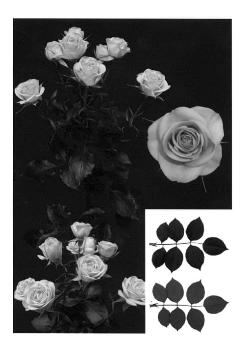 Figure 1 of US plant patent PP27290, the photograph of ESM R107 printed in the patent.