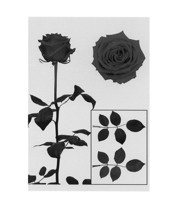 Figure 1 of US plant patent PP27291, the photograph of ESM R129 printed in the patent.