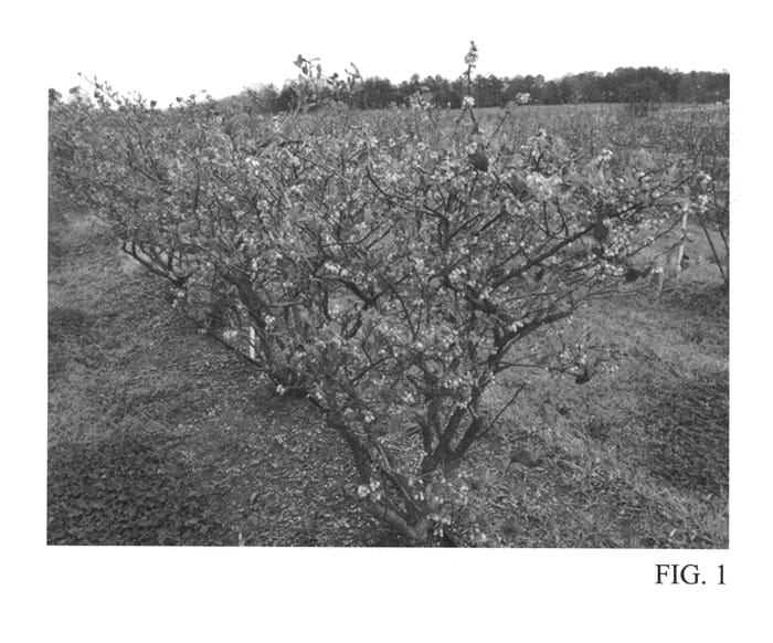 Figure 1 of US plant patent PP27292, the photograph of TH-921 printed in the patent.