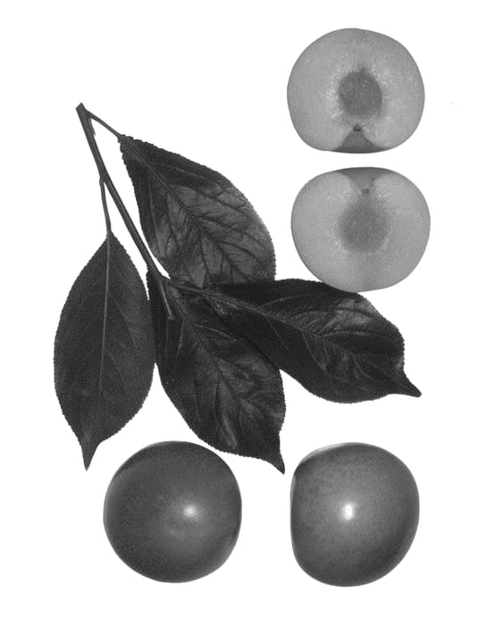 Figure 1 of US plant patent PP27293, the photograph of Emerald Blush printed in the patent.