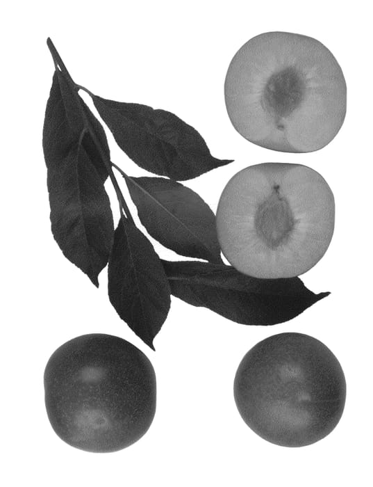 Figure 1 of US plant patent PP27294, the photograph of Amigo III printed in the patent.