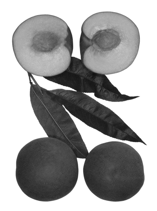 Figure 1 of US plant patent PP27295, the photograph of Snow Ryder printed in the patent.