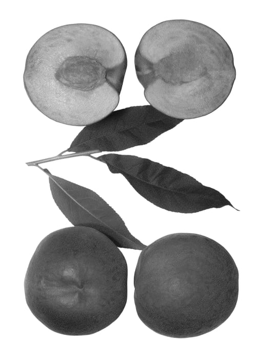 Figure 1 of US plant patent PP27296, the photograph of Ice Zee printed in the patent.