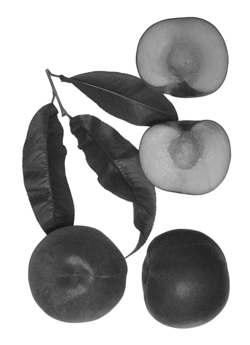 Figure 1 of US plant patent PP27297, the photograph of Spring Bliss printed in the patent.