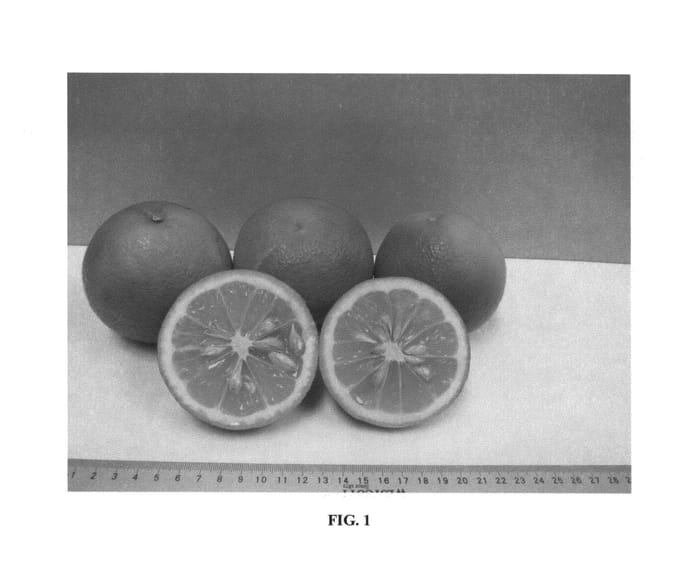 Figure 1 of US plant patent PP27298, the photograph of UFR-5 printed in the patent.