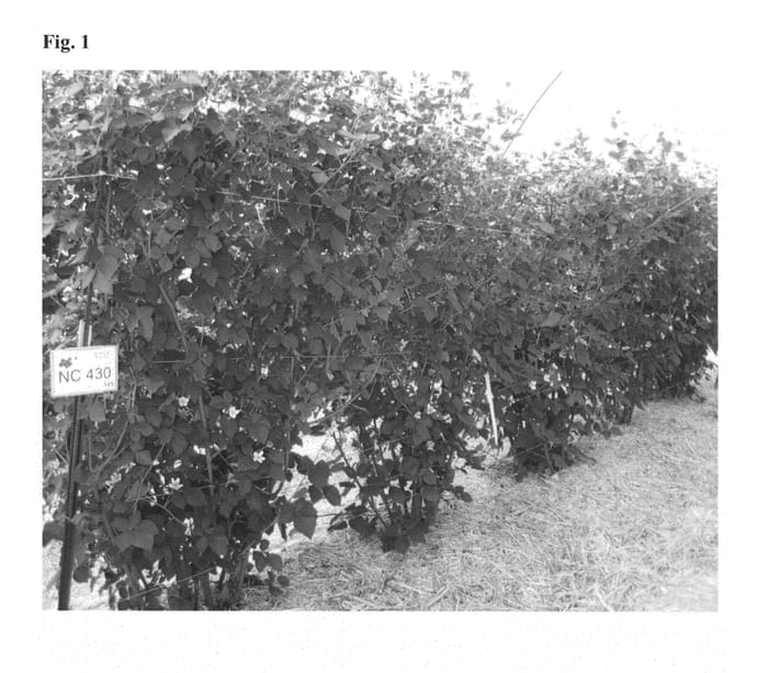 Figure 1 of US plant patent PP27299, the photograph of Von printed in the patent.