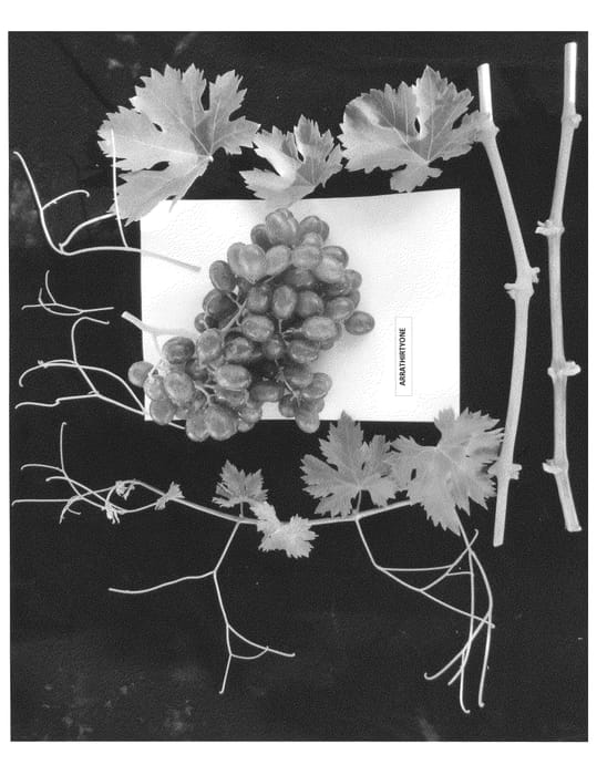 Figure 1 of US plant patent PP27300, the photograph of ARRATHIRTYONE printed in the patent.