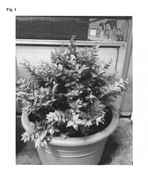 Figure 1 of US plant patent PP27301, the photograph of NCLX1 printed in the patent.
