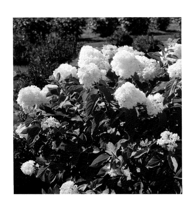 Figure 1 of US plant patent PP27302, the photograph of SMHPPINO printed in the patent.