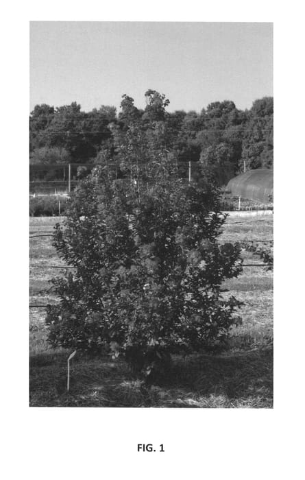 Figure 1 of US plant patent PP27303, the photograph of PIILAG-VII printed in the patent.
