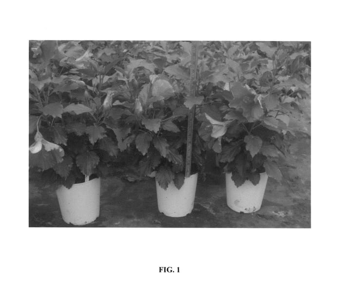 Figure 1 of US plant patent PP27304, the photograph of JBN 12002 printed in the patent.