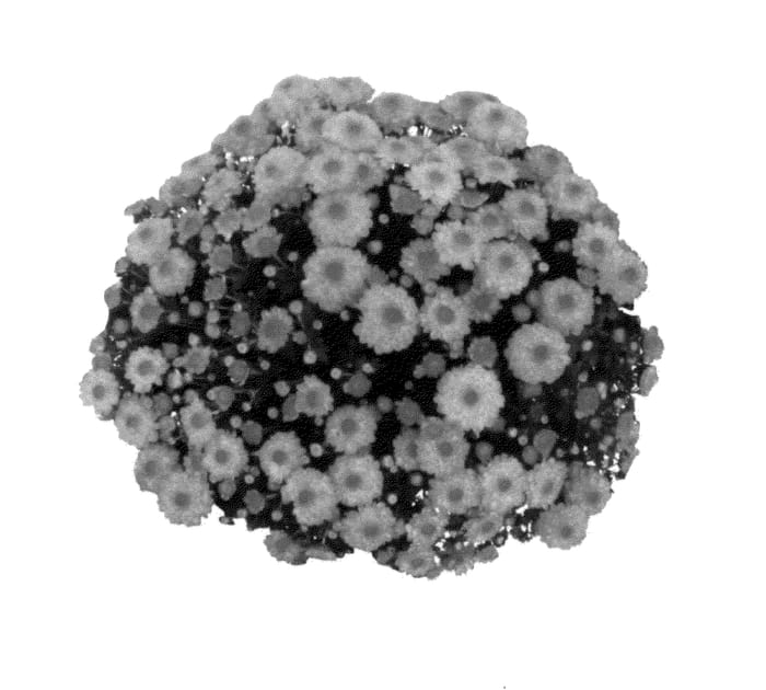 Figure 1 of US plant patent PP27305, the photograph of Fimmsunpeachcream printed in the patent.