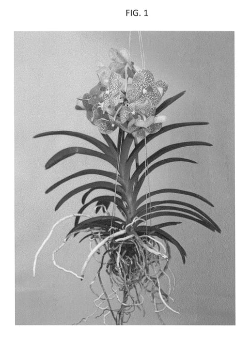 Figure 1 of US plant patent PP27306, the photograph of SPCDW1319 printed in the patent.