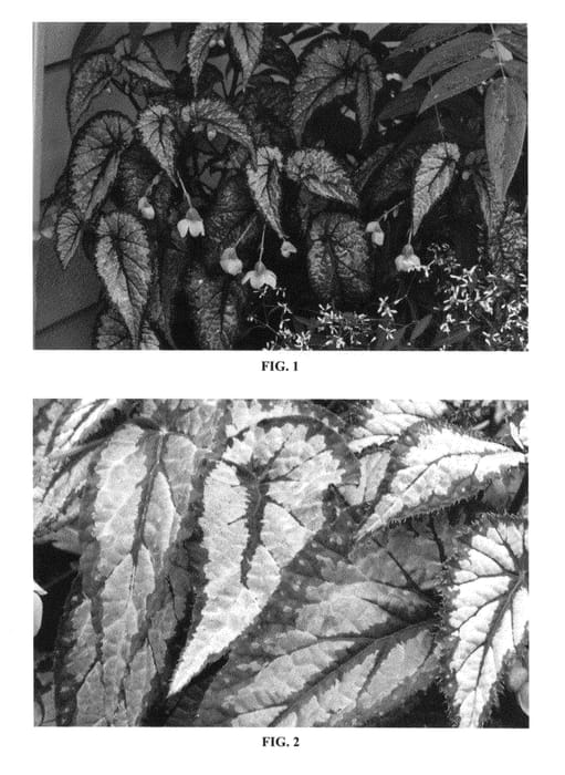 Figure 1 of US plant patent PP27307, the photograph of Flirty Girl printed in the patent.