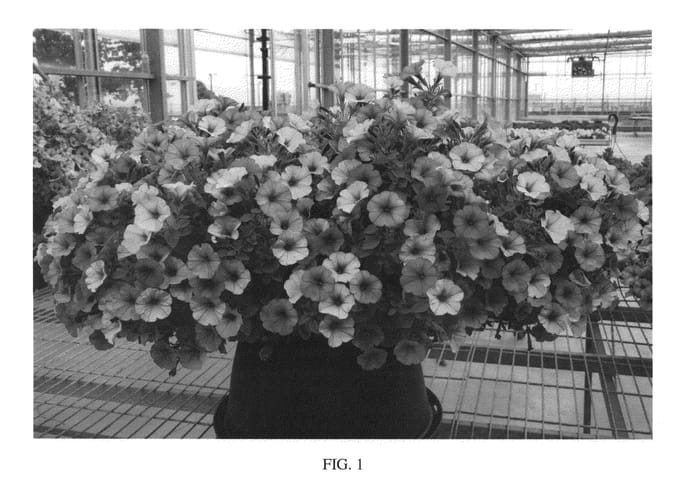 Figure 1 of US plant patent PP27308, the photograph of SAKPET097 printed in the patent.