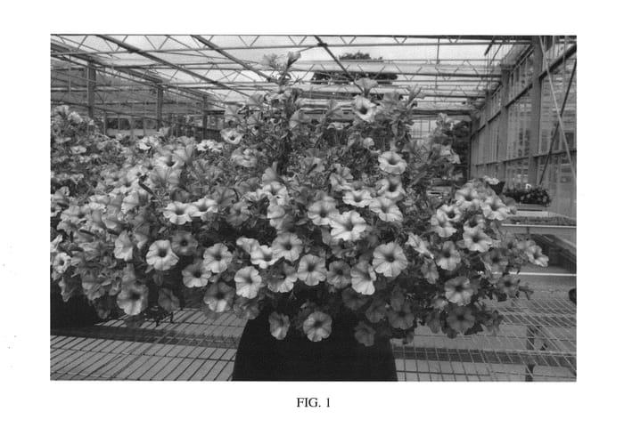 Figure 1 of US plant patent PP27309, the photograph of SAKPET096 printed in the patent.