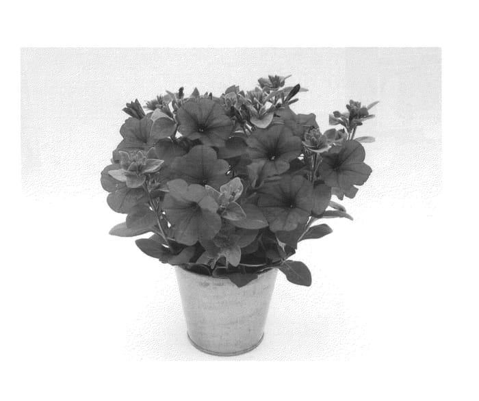 Figure 1 of US plant patent PP27310, the photograph of KLEPH15254 printed in the patent.