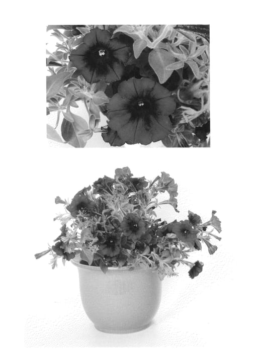 Figure 1 of US plant patent PP27312, the photograph of USTUN3003 printed in the patent.