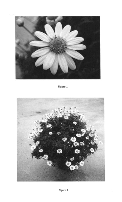 Figure 1 of US plant patent PP27313, the photograph of CHQZ0006 printed in the patent.