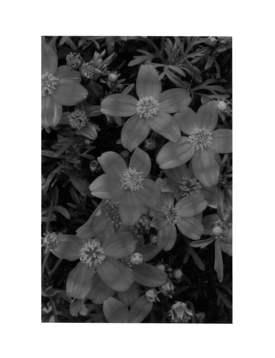 Figure 1 of US plant patent PP27314, the photograph of Hafltibr printed in the patent.