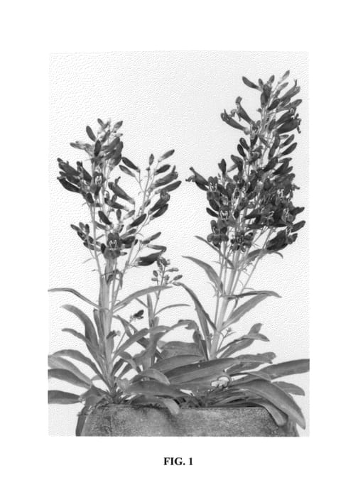 Figure 1 of US plant patent PP27315, the photograph of Pmoore14 printed in the patent.