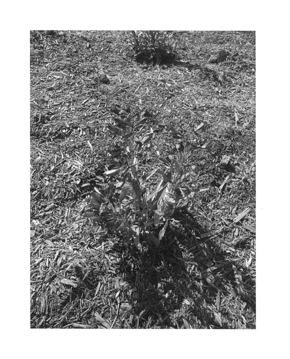 Figure 1 of US plant patent PP27316, the photograph of Novapenpur printed in the patent.