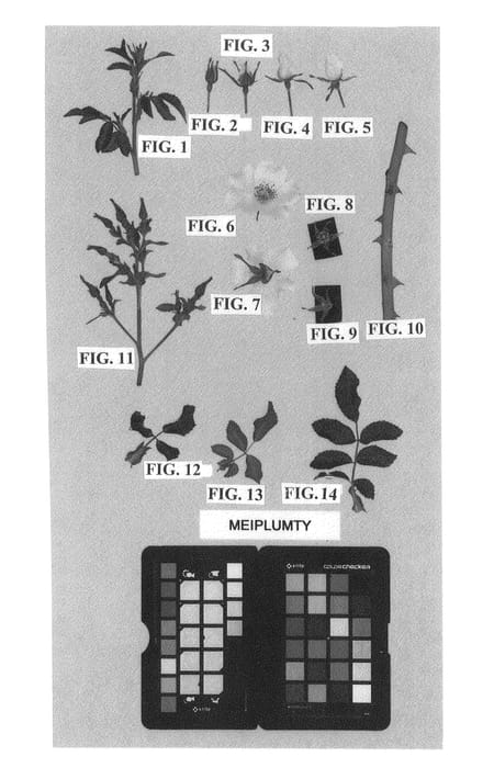 Figure 1 of US plant patent PP27317, the photograph of Meiplumty printed in the patent.