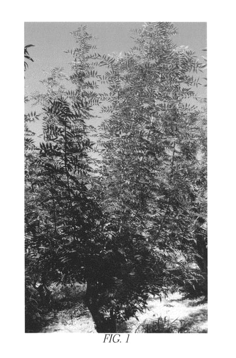 Figure 1 of US plant patent PP27318, the photograph of Wonderful Pistachio Rootstock #3 printed in the patent.