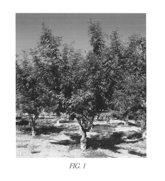 Figure 1 of US plant patent PP27319, the photograph of Pistachio rootstock tree named Wonderful Pistachio Rootstock #4 printed in the patent.