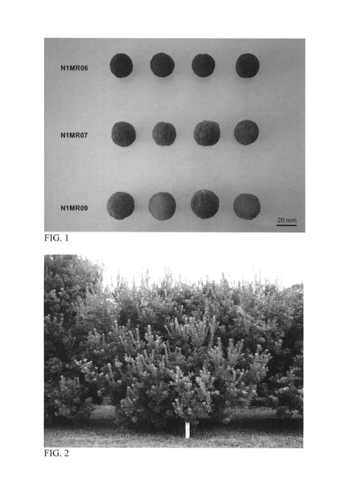 Figure 1 of US plant patent PP27320, the photograph of N1MR07 printed in the patent.