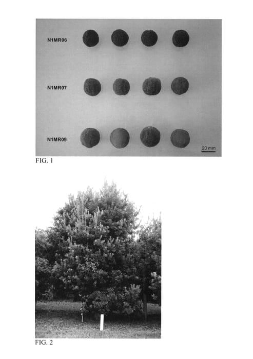Figure 1 of US plant patent PP27321, the photograph of N1MR09 printed in the patent.