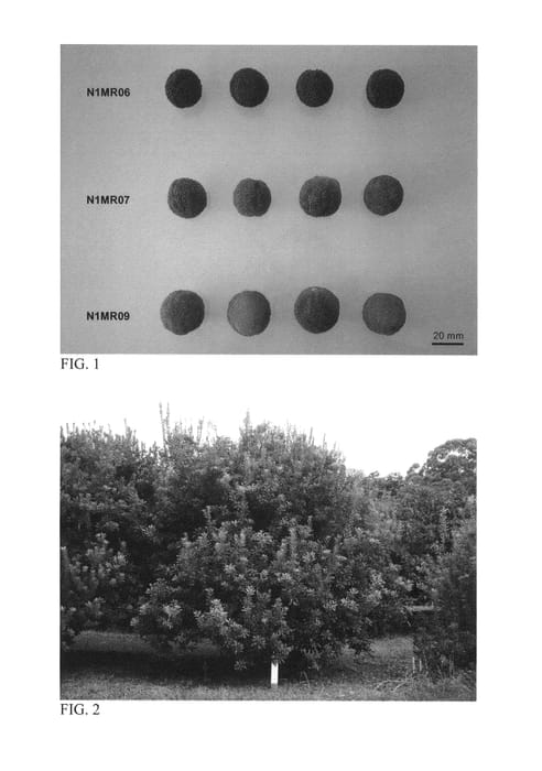 Figure 1 of US plant patent PP27322, the photograph of N1MR06 printed in the patent.