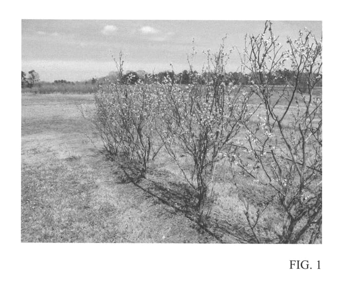 Figure 1 of US plant patent PP27323, the photograph of TH-948 printed in the patent.