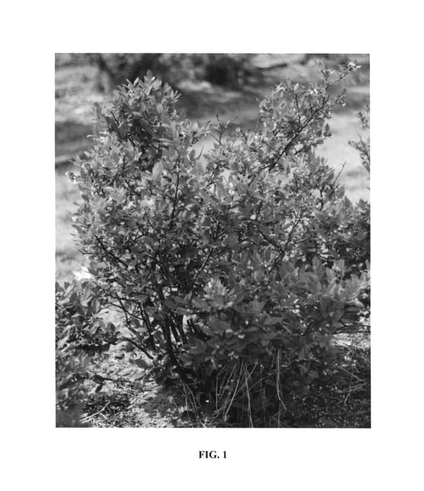 Figure 1 of US plant patent PP27324, the photograph of Anthocyanin Blues printed in the patent.