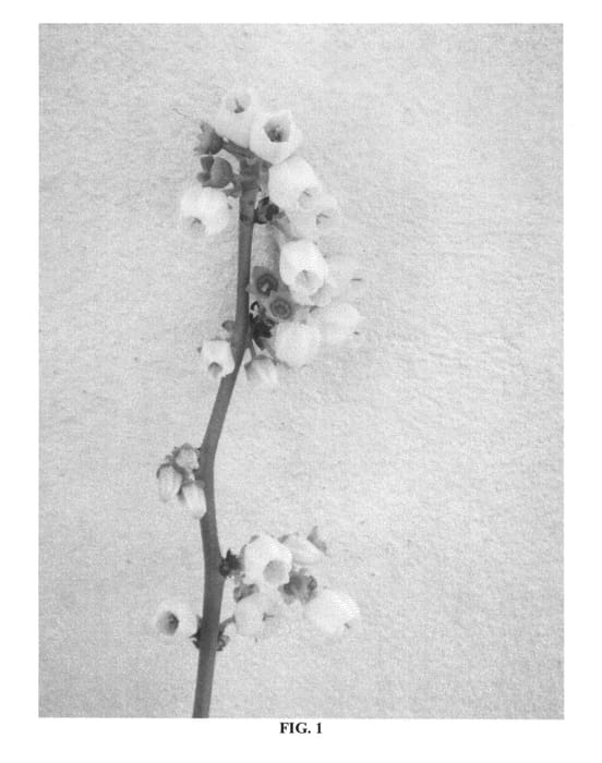 Figure 1 of US plant patent PP27325, the photograph of FL98-423 printed in the patent.