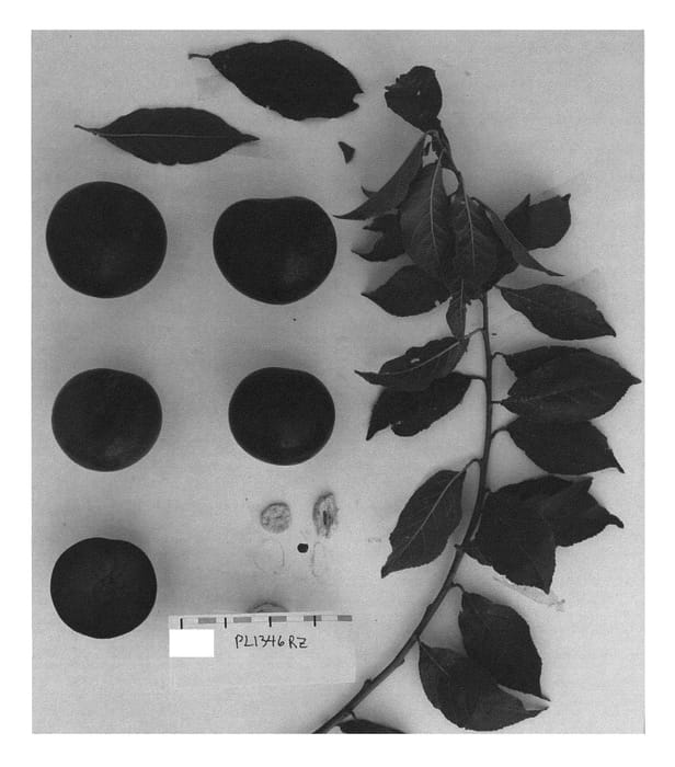 Figure 1 of US plant patent PP27326, the photograph of Suplumfortynine printed in the patent.