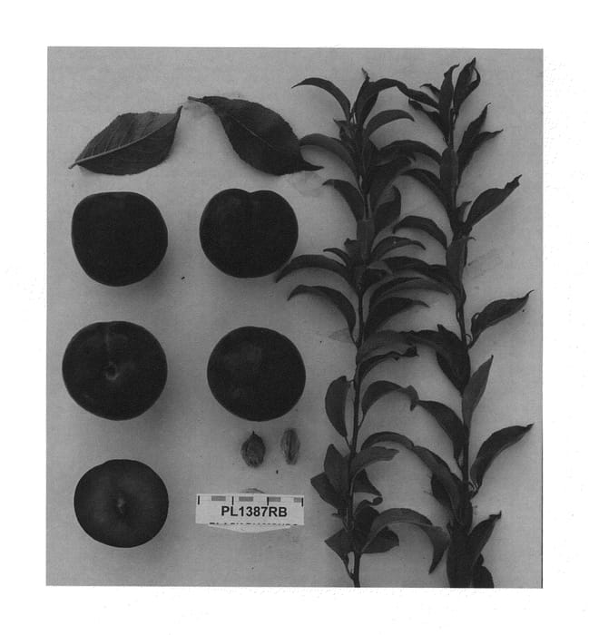Figure 1 of US plant patent PP27327, the photograph of Suplumfifty printed in the patent.