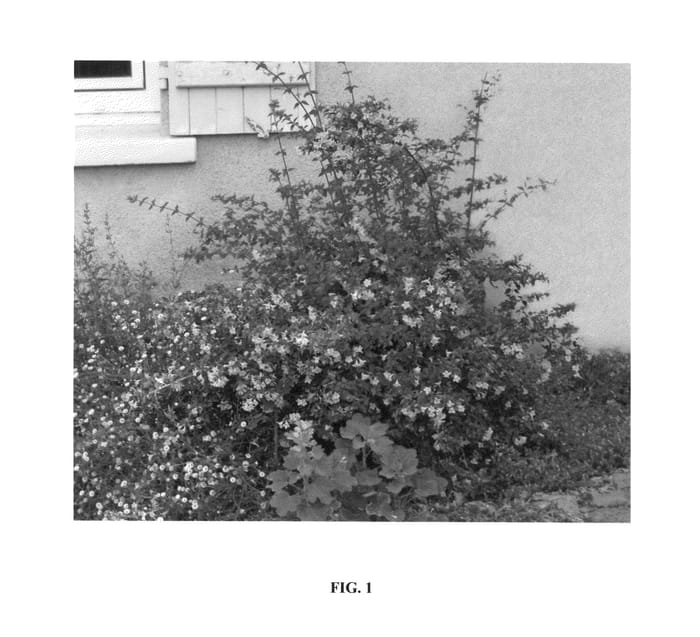 Figure 1 of US plant patent PP27328, the photograph of ABENOV41 printed in the patent.
