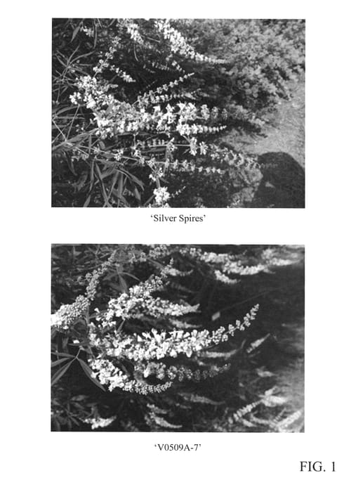 Figure 1 of US plant patent PP27329, the photograph of V0509A-7 printed in the patent.