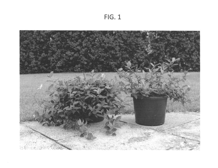 Figure 1 of US plant patent PP27330, the photograph of FT01 printed in the patent.