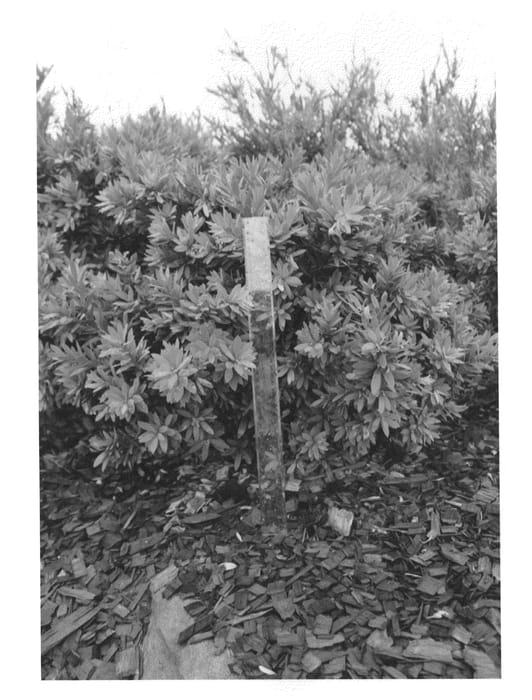 Figure 1 of US plant patent PP27331, the photograph of LJ1 printed in the patent.