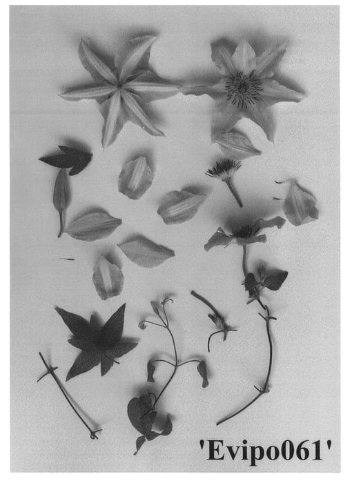 Figure 1 of US plant patent PP27332, the photograph of Evipo061 printed in the patent.