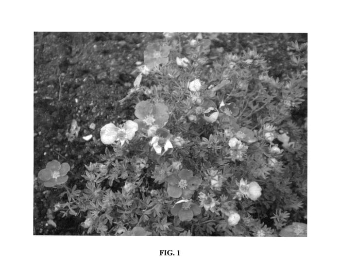 Figure 1 of US plant patent PP27333, the photograph of LISSDAN printed in the patent.