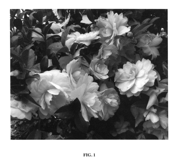 Figure 1 of US plant patent PP27334, the photograph of Green 02-019 printed in the patent.