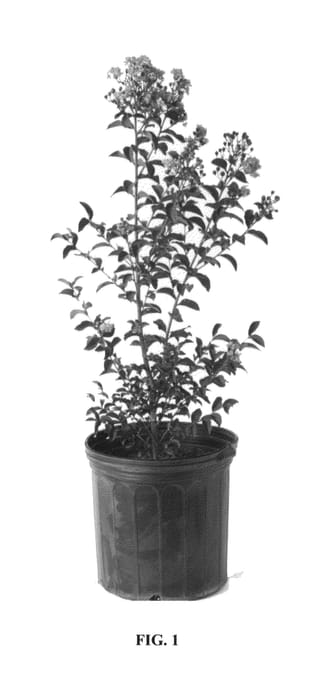 Figure 1 of US plant patent PP27335, the photograph of CS2012-12 printed in the patent.