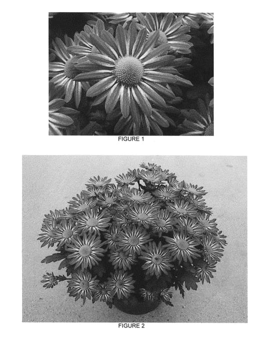 Figure 1 of US plant patent PP27336, the photograph of CIDZ0065 printed in the patent.