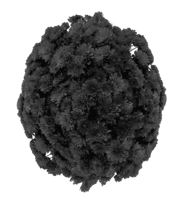 Figure 1 of US plant patent PP27337, the photograph of Fimmdaypur printed in the patent.