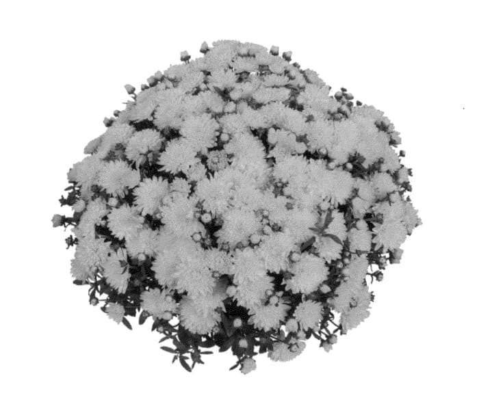 Figure 1 of US plant patent PP27338, the photograph of Fimmevenyel printed in the patent.