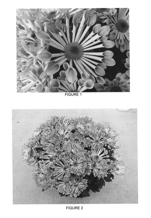 Figure 1 of US plant patent PP27339, the photograph of CIDZ0064 printed in the patent.