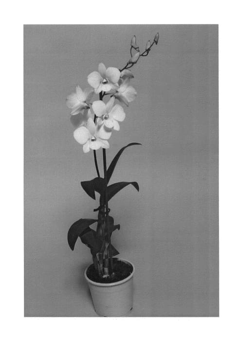 Figure 1 of US plant patent PP27340, the photograph of SPCDW1004 printed in the patent.